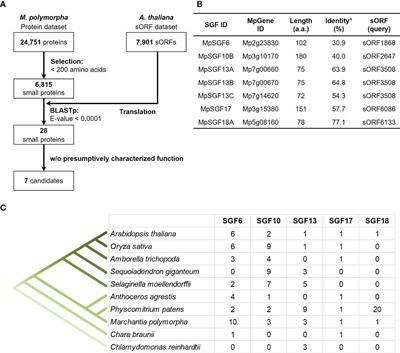 Comprehensive analysis of peptide-coding genes and initial characterization of an LRR-only microprotein in Marchantia polymorpha